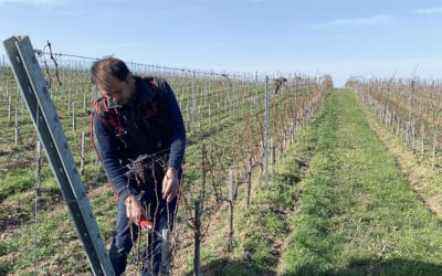 Taille tôt, taille tard, rien ne vaut la taille de Mars !