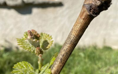 L’ébourgeonnage – Avril / mai