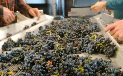 Newsletter de novembre