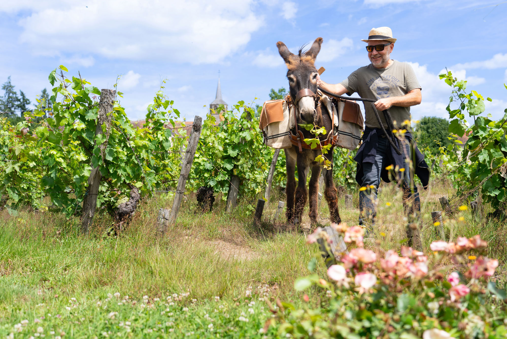 balade-anes_vigne_saint-pourcain_berioles-les_coflocs