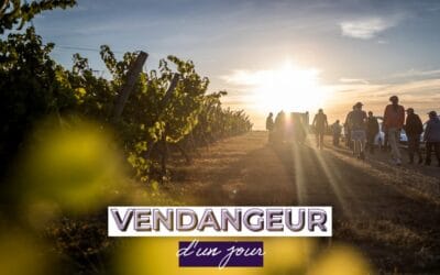 Devenez vendangeur d’un jour ©