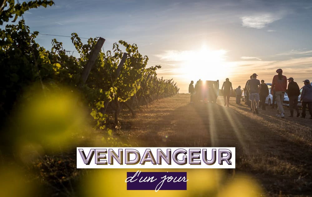 Devenez vendangeur d&rsquo;un jour ©